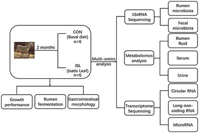 Multi-omics analysis on the mechanism of the effect of Isatis leaf on the growth performance of fattening sheep